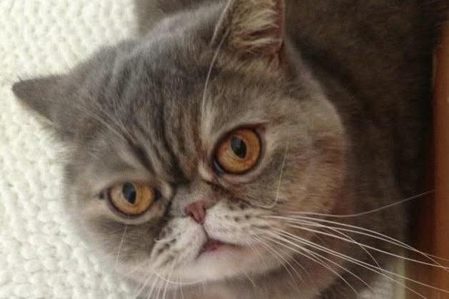 Here is Mittens, who is 15.