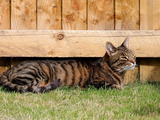 Keanu enjoying the new garden.