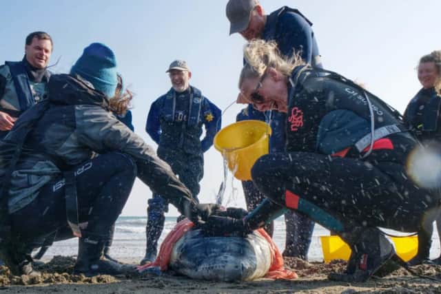 A Marine Mammal Medic Course is a fun way to learn new skills to help injured or ill marine animals. Photo courtesy of Gavin Parsons.