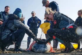 A Marine Mammal Medic Course is a fun way to learn new skills to help injured or ill marine animals. Photo courtesy of  Gavin Parsons.