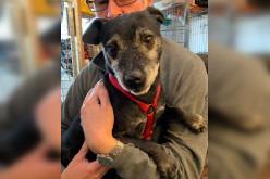 Spike is an eight or nine year old Patterdale who needs a new forever home with adults who are used to the breed. Call Bob on 01947 810787 for further information.