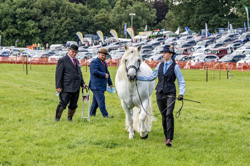 Judging of the equine classes