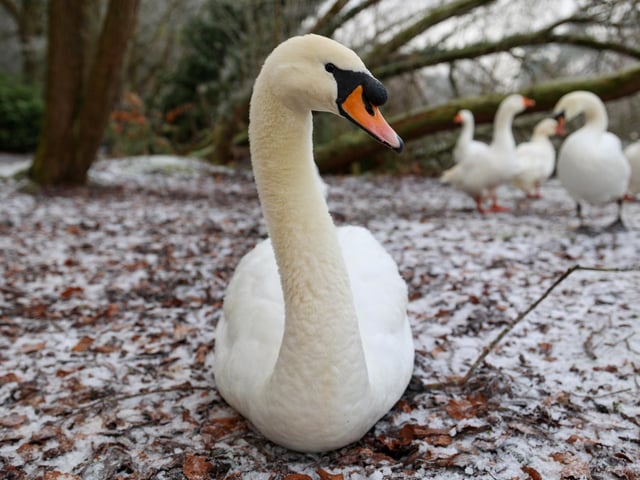 Swans at The Mere, by Beverley Senturk.