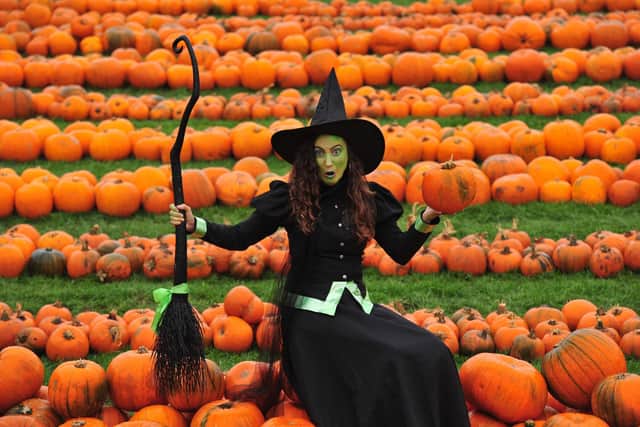 Annie the witch in the pumkin field Stockeld Park