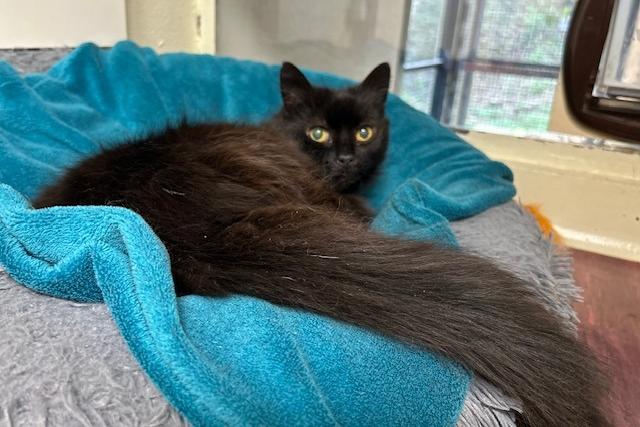 Sweep is a ten-year-old domestic long haired who came to the centre as unfortunately her previous owner became ill and could no longer take care of her. Sweep was quite shell-shocked when she first arrived at the centre as she just could not understand what was happening. Slowly she has settled in and has started to come out of her shell. Sweep will need a nice family who enjoy the quiet side to life where she can be left to what she wants, when she wants. She really is missing being in a loving home with all her home comforts, including snuggling up on the sofa and having good food on tap.