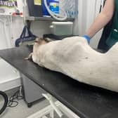 An emaciated puppy was found dumped in suspicious circumstances. Photo: RSPCA