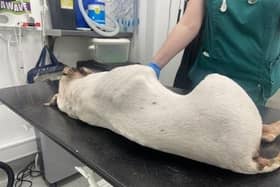 An emaciated puppy was found dumped in suspicious circumstances. Photo: RSPCA