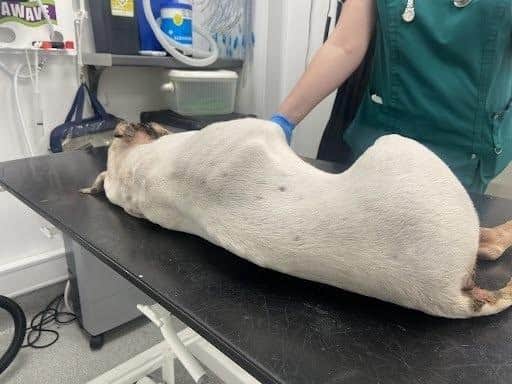 An emaciated puppy was found dumped in suspicious circumstances. Photo: RSPCA