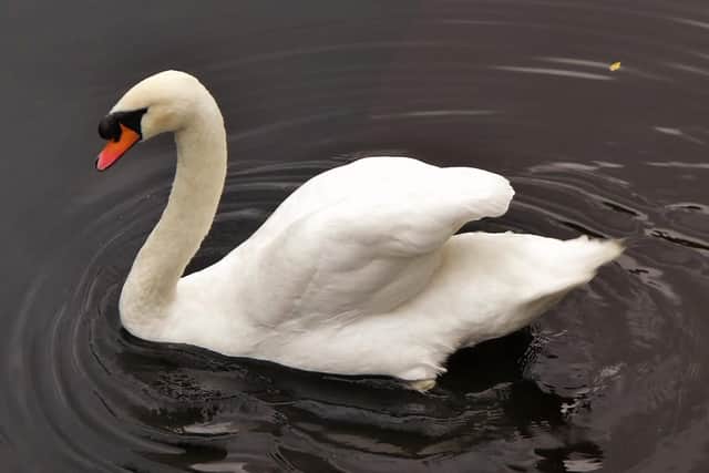 A graceful swan on the Tees.