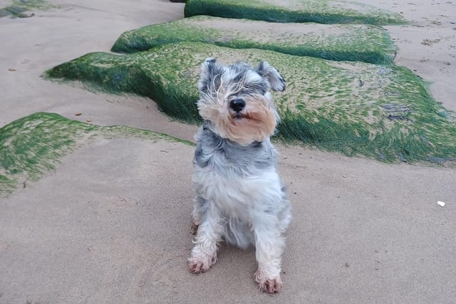Here is a rather windswept looking Ruby, out enjoying the beach in Whitby.