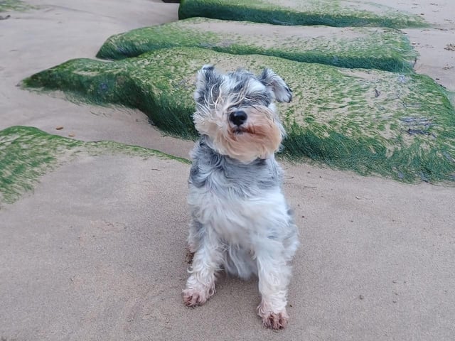 Here is a rather windswept looking Ruby, out enjoying the beach in Whitby.