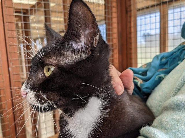Bill is a one-year-old cat, currently residing at the RSPCA in Scarborough. Bill is a lovely little boy who came in with his brother Ben, who is also featured in this article. 
He is very friendly, playful and outgoing and would be a wonderful addition to your family. If you are interested, call 07926 364633.