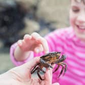 There is so much fun to be had on our coastline this half term and it's great opportunity to learn about our local wildlife too!