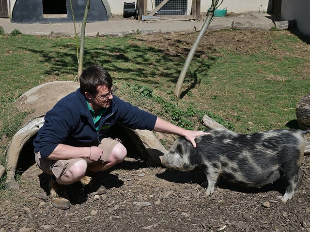 One of the venue's lovely pigs enjoys a stroke.