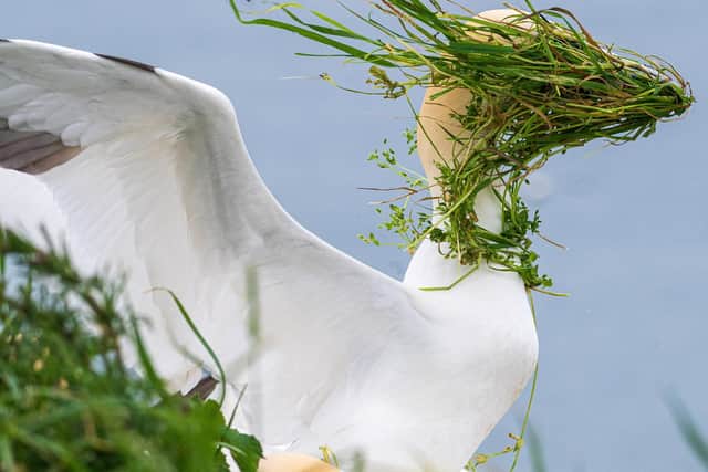 Now, Where is My Nest?, captured by Alison Tuck, has been nominated as a finalist in this year’s Nikon Comedy Wildlife Photography Awards.
