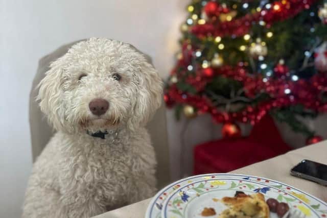 Dogs are opportunists when it comes to food.