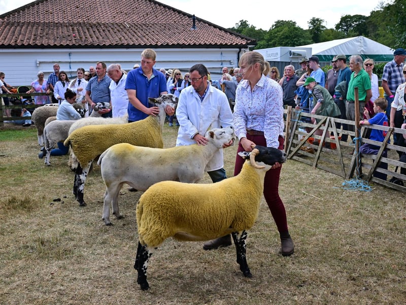 Showing the sheep. photo: Richard Ponter