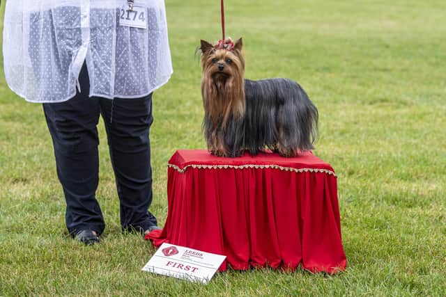 23 July 2021...... A Yorkshire Terrier scoops first prize during competition in the Leeds Championship Dog Show held at Harewood House. Picture Tony Johnson