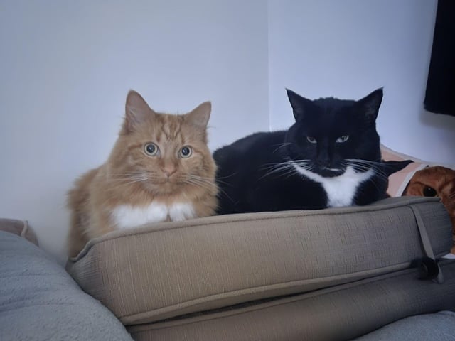 Garfield and Peanut looking cute.