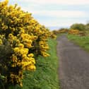 Gorse on the Cinder track.