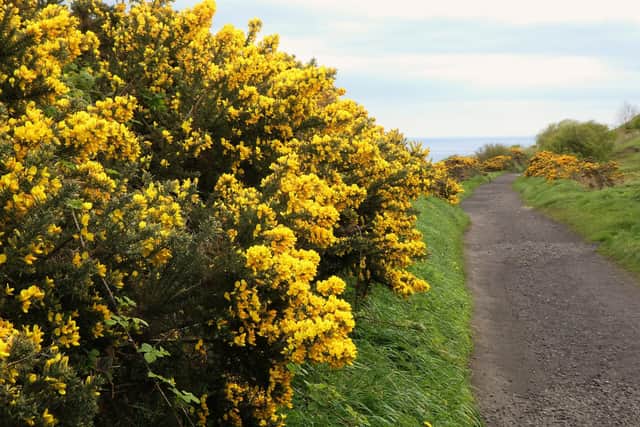 Gorse on the Cinder track.