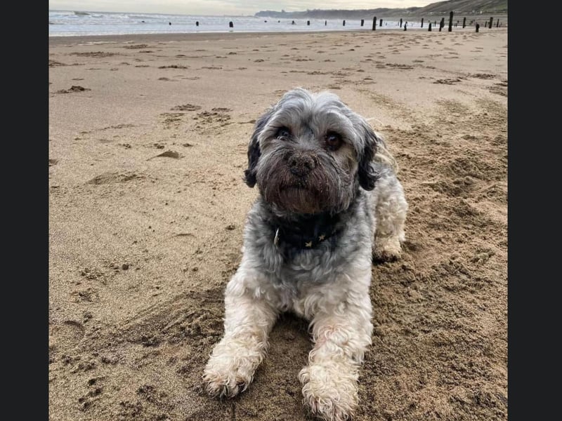Ted from Whitby enjoying the beach!