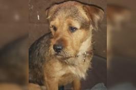 Milo is a two-year-old Patterdale Terrier/Rottweiler cross. He needs to be rehomed with firm and experienced dog owners. Call Bob on 01947 810787 to enquire.