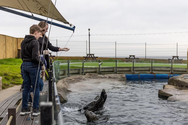 Feed the seals at SEA LIFE Scarborough on a very special VIP experience. You'll get up close to Pendle, Ed, Boo and Mando the resident seals before the park opens. Afterwards, you can have a 'fintastic' breakfast and a hot drink in the café followed by a 1-hr private tour with your guide plus all-day entry to Scarborough SEA LIFE Centre. Tickets costs £70 per person and must be prebooked.