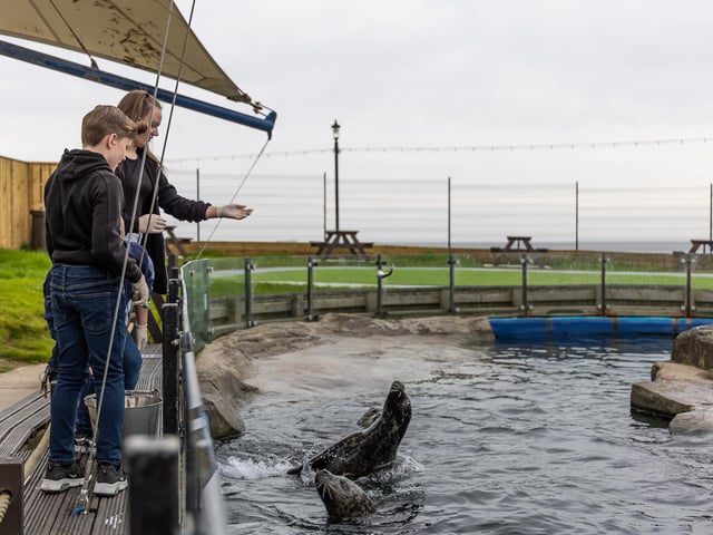 Feed the seals at SEA LIFE Scarborough on a very special VIP experience. You'll get up close to Pendle, Ed, Boo and Mando the resident seals before the park opens. Afterwards, you can have a 'fintastic' breakfast and a hot drink in the café followed by a 1-hr private tour with your guide plus all-day entry to Scarborough SEA LIFE Centre. Tickets costs £70 per person and must be prebooked.
