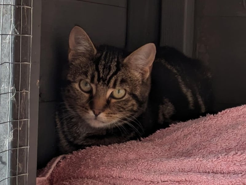 Kitten of Ruby. I am little more shy than my siblings. But with just a bit of time and love I know I can be super confident.