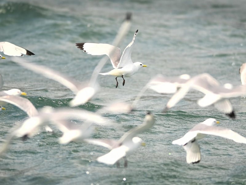 Kittiwakes in flight near Bempton Cliffs. All photos by Simon Hulme