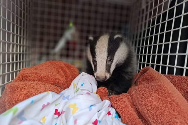 Whitby Wildlife Sanctuary say that a baby badger (cub) on its own may need help, and to expect to see babies form January onwards. Always seek help if the animal is in immediate danger (near roads, etc) or is sick. A damaged sett and a dead badger always need reporting to authorities.
