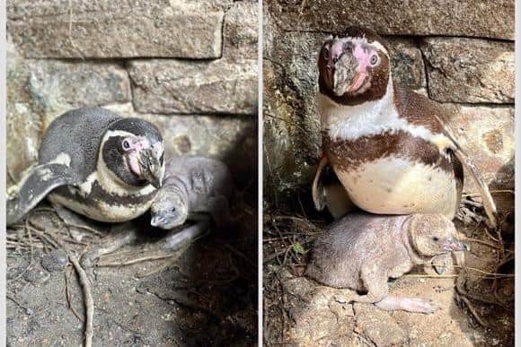 The new penguin chick will remain unnamed until the Sewerby Hall zookeepers can determine its sex.