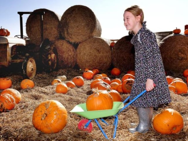 Humble bee Farm will be open for their annual Pumpkin Patch event from October 26 until October 31.Visitors can pick their own pumpkin and carve it in the undercover barn to take an exciting walk around the Halloween Spooky Trail. The Farmyard Gang includes Tilly the Shetland Pony, donkeys, goats, alpacas, guinea pigs, hens and ducks.