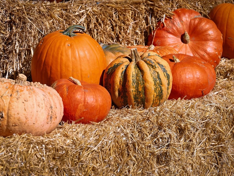 Returning for its 4th year this October, Playdale Farm's Pumpkin Patch is open from October 25 - 31. Visitors can take a walk round the haunted patch to find your perfect pumpkin and get carving in the spooky carving shed. While you’re making your way around the farm keep your eyes peeled for the cheeky ghosts hiding amongst the animals… find them all for a little treat! Plus all the usual activities for a jam packed day out including: Guinea pig and chick handling, Feed friendly farm animals, Get racing on the pedal go karts and summer sledges, keep the competition going on the frisbee golf course, Indoor soft play, pedal tractors, straw barn and more. Children aged 2-15 can get a free pumpkin and additional pumpkins can be purchased at farm admission desk.