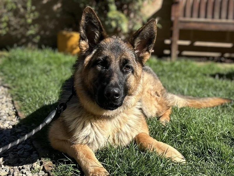 Lady is a 18-month-old German Shepherd who is a sweet girl that came to the centre as her previous owners could not manage her needs. Lady is a lovely, lively and friendly girl who loves to be out and about doing things with her people. She is very keen to learn new things and is super intelligent. Lady is an active girl so is looking for adopters who lead an equally active lifestyle where they will take her on exciting adventures. Lady is a super girl who will make someone a very loving and loyal best friend.