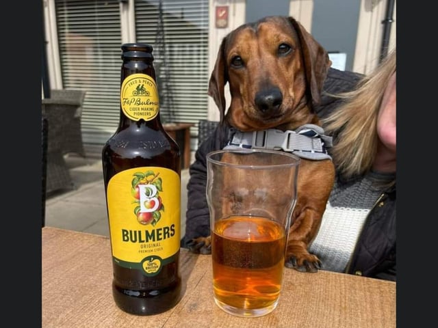 This is Buddy, enjoying a cold one out in the sun.