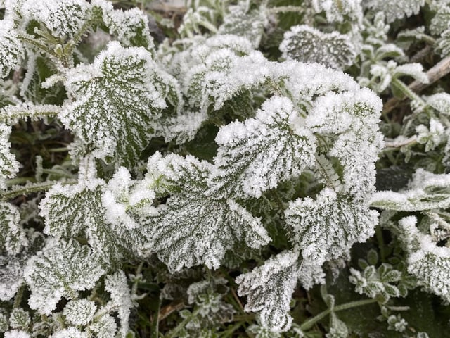 Even nettles can be beautiful, by Barbara Bussey.