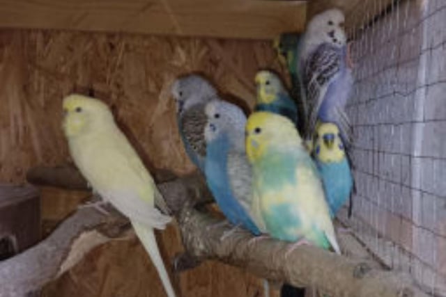 This group of ten budgies were brought to the RSPCA after their owner was unable to look after them. There are six females and four males, who ideally would be rehomed as full group in an aviary. If you are interested, call 01377 240325.