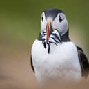 Atlantic puffin Fratercula arctica, adult with sandeels, Skomer Island, Wales.