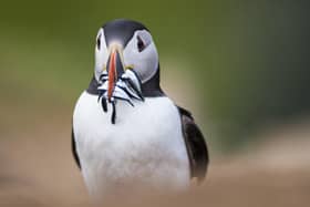 Atlantic puffin Fratercula arctica, adult with sandeels, Skomer Island, Wales.