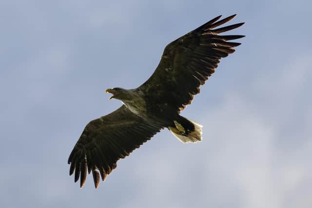 White-tailed eagle - Photo by Dan Kitwood/Getty Images