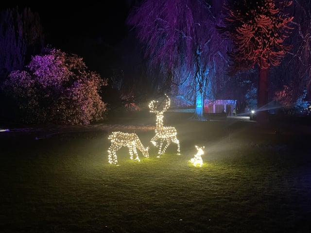 Some beautiful woodland creatures can be found along the festive trail.