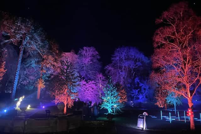 Even the Hall's famous Monkey Puzzle Trees were bathed in colourful light.