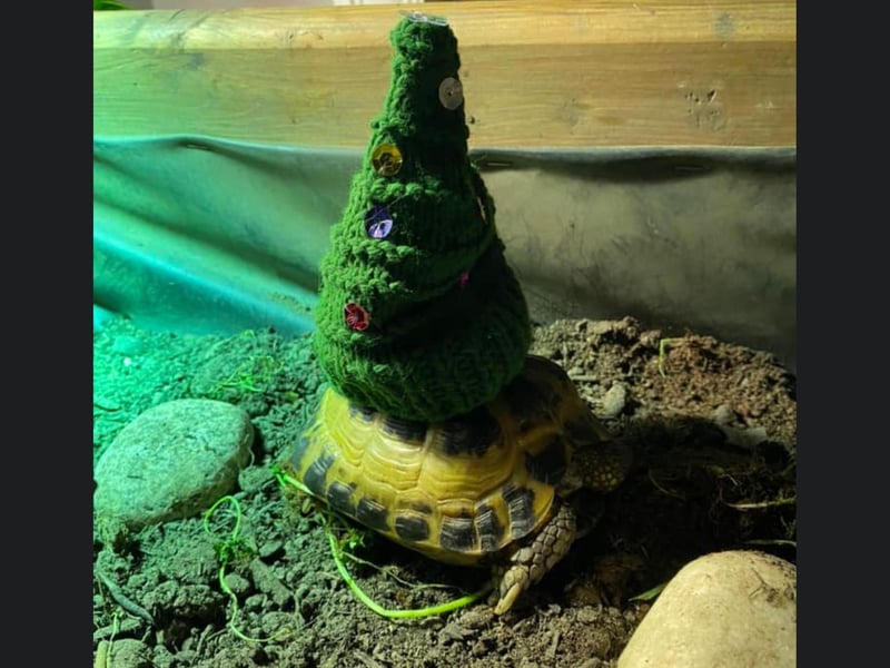 This sweet little tortoise from Scarborough is looking so festive in their Christmas tree costume.