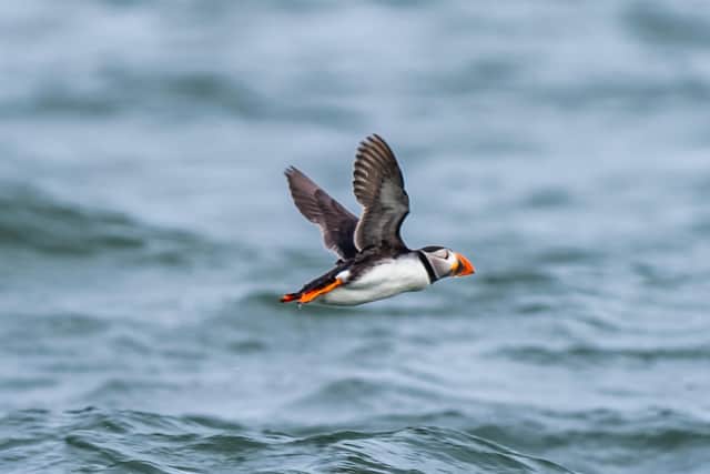The annual Puffin Festival will take place on Saturday, June 1 and Sunday, June 2. Photo: James Hardisty