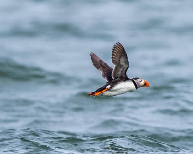 The annual Puffin Festival will take place on Saturday, June 1 and Sunday, June 2. Photo: James Hardisty