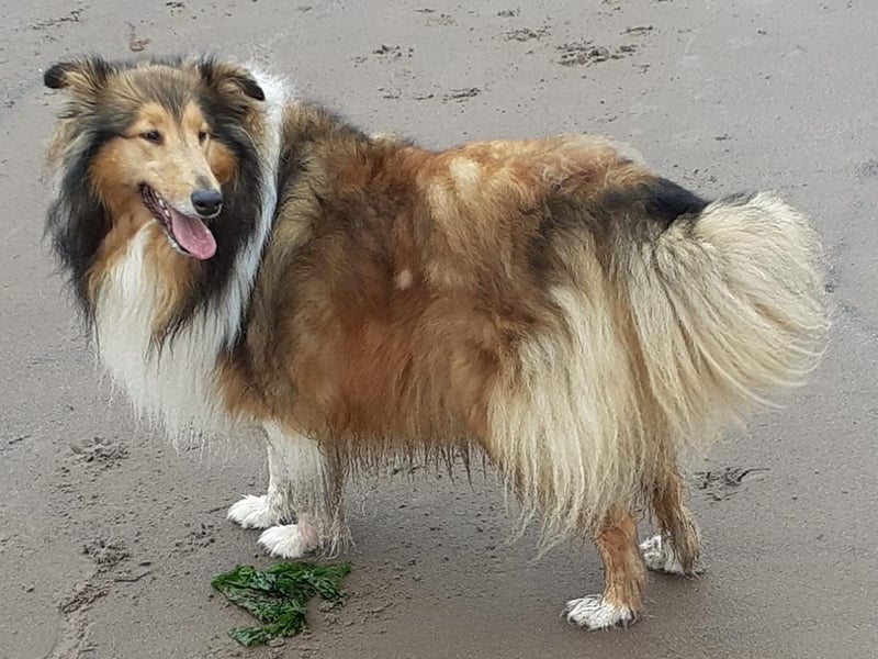 This is Winnie who lives in Scarborough, she was rescued from Dogs Trust Manchester.