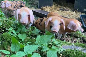 Piglets at Tophill Low nature reserve