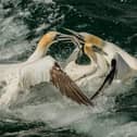 Gannets fight over a fish. Photo courtesy of Steve Farrington